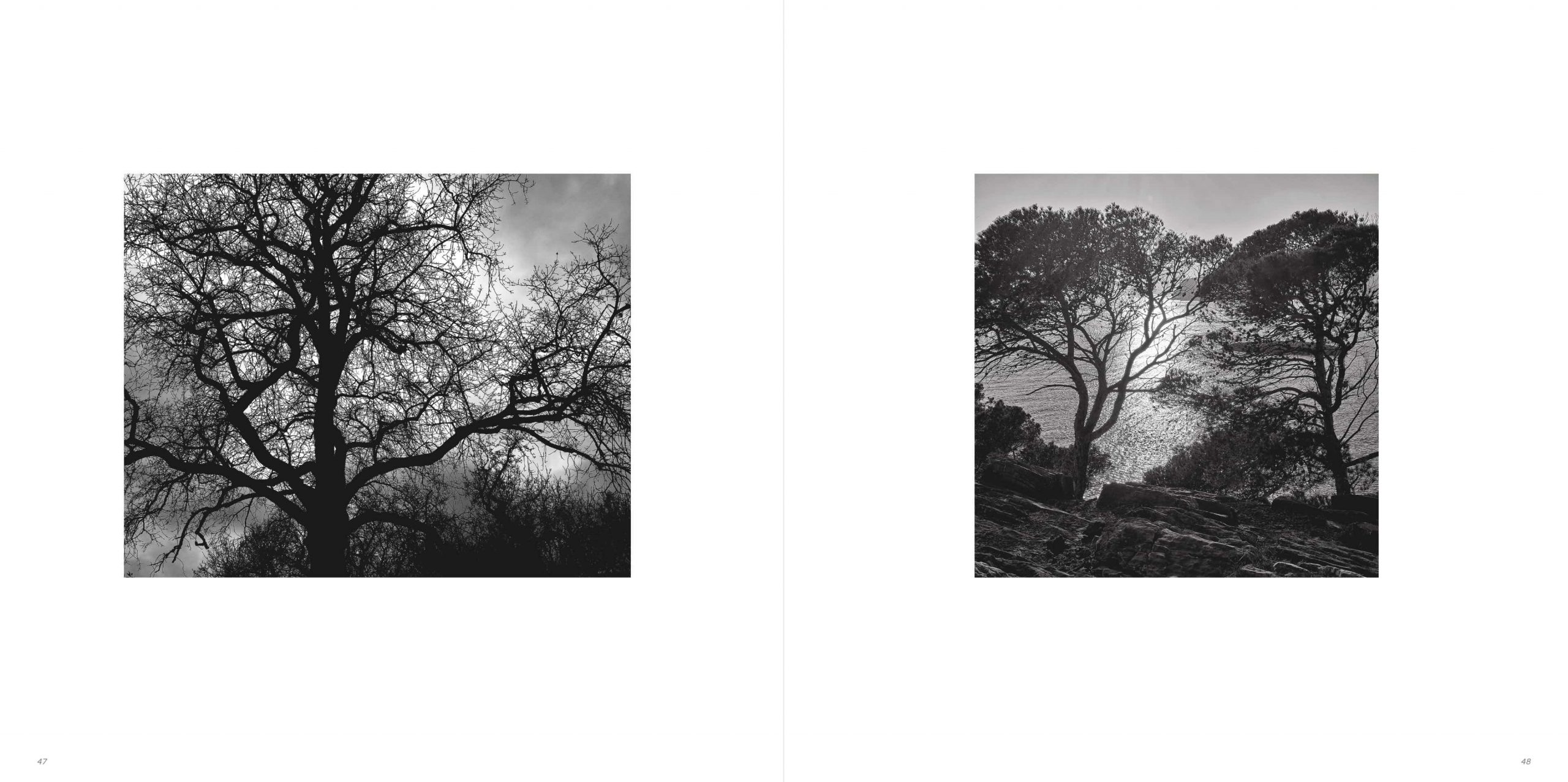 Klaus Suberg Bildband Baum