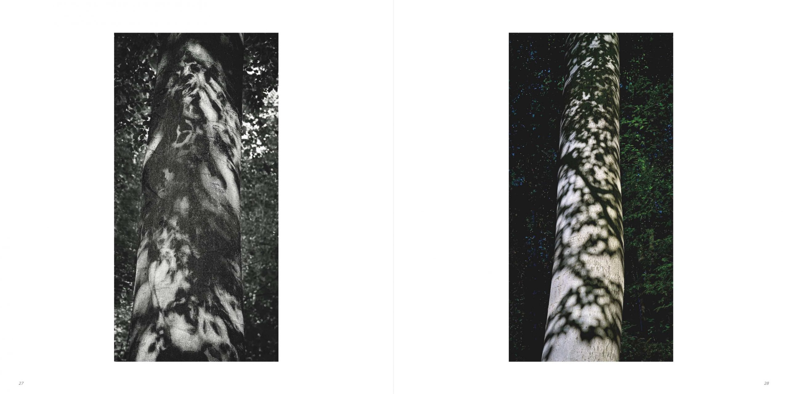 Klaus Suberg Bildband Baum S3