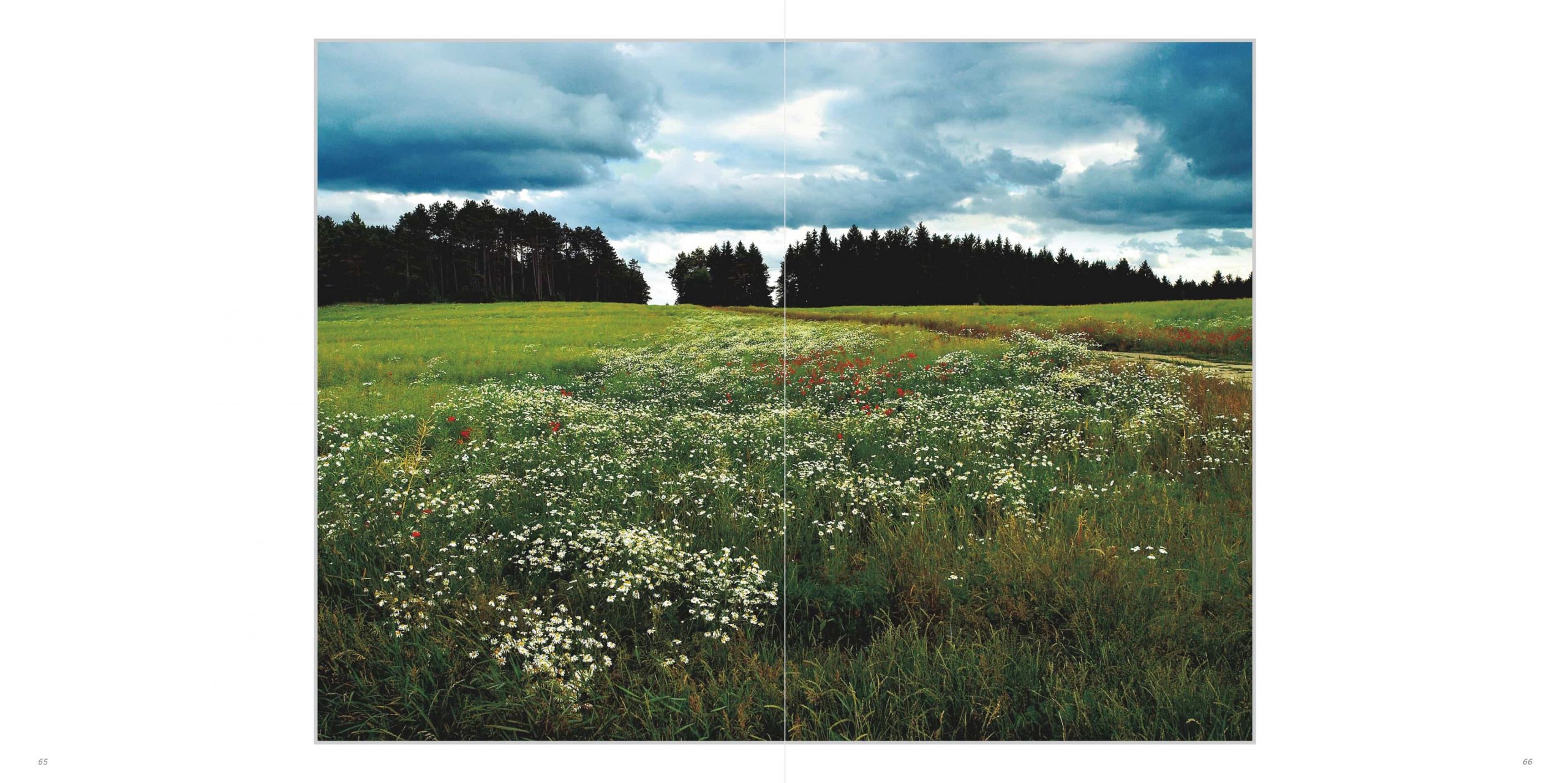 Klaus Suberg Bildband Baum S4