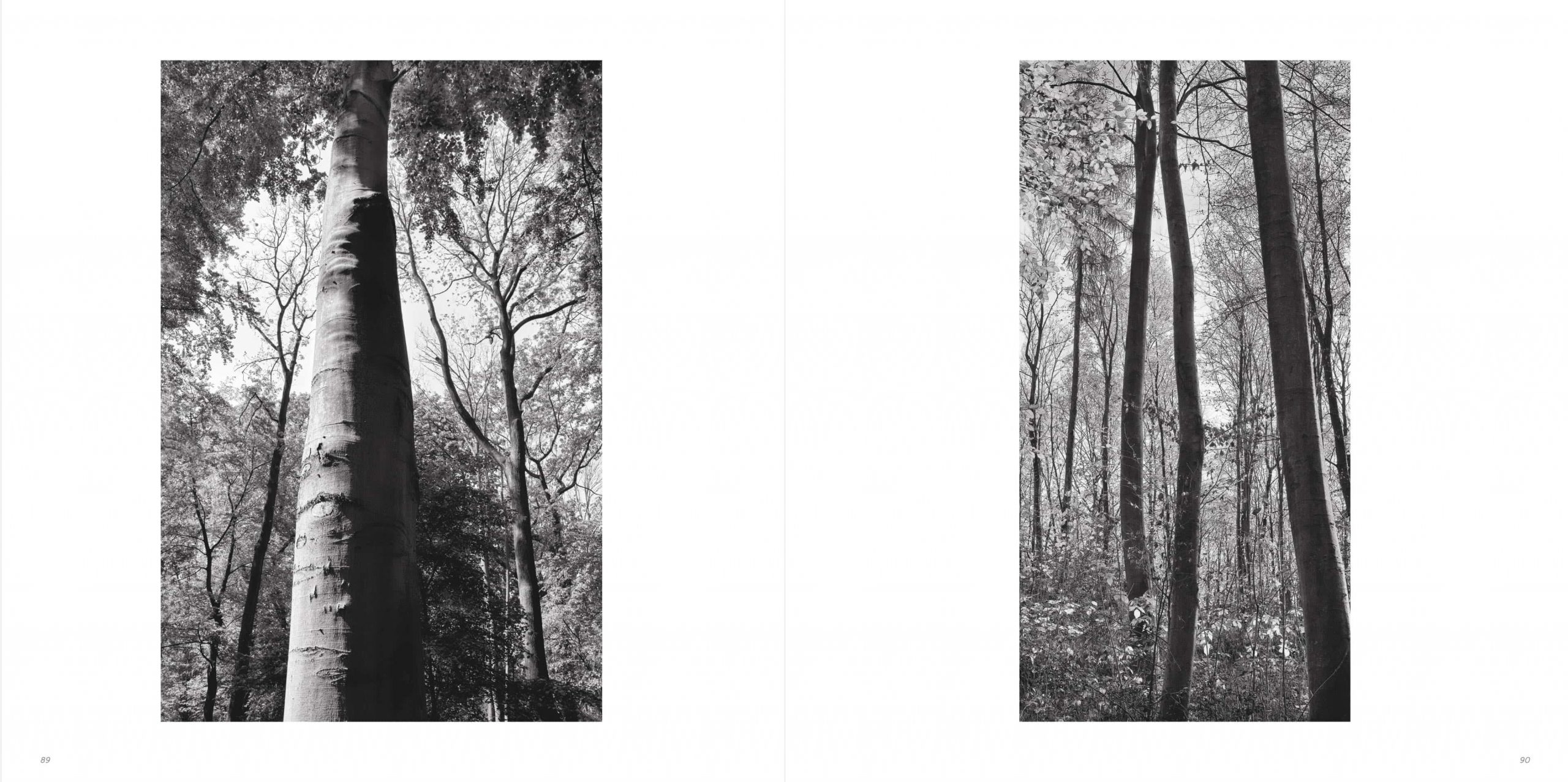 Klaus Suberg Bildband Baum S5