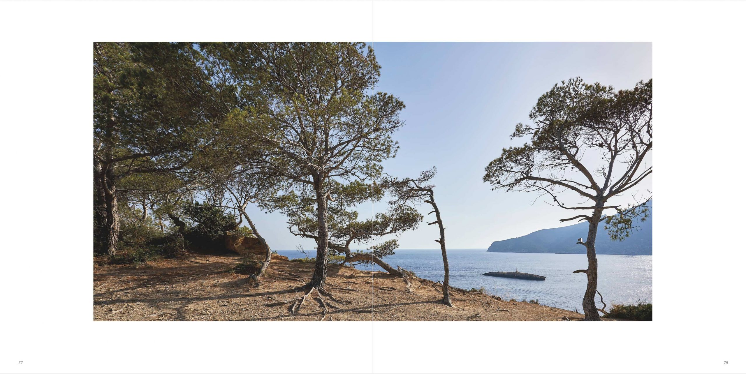 Klaus Suberg Bildband Baum