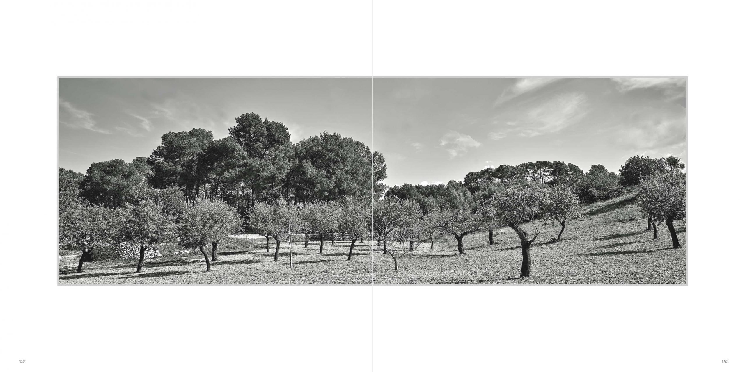 Klaus Suberg Bildband Baum