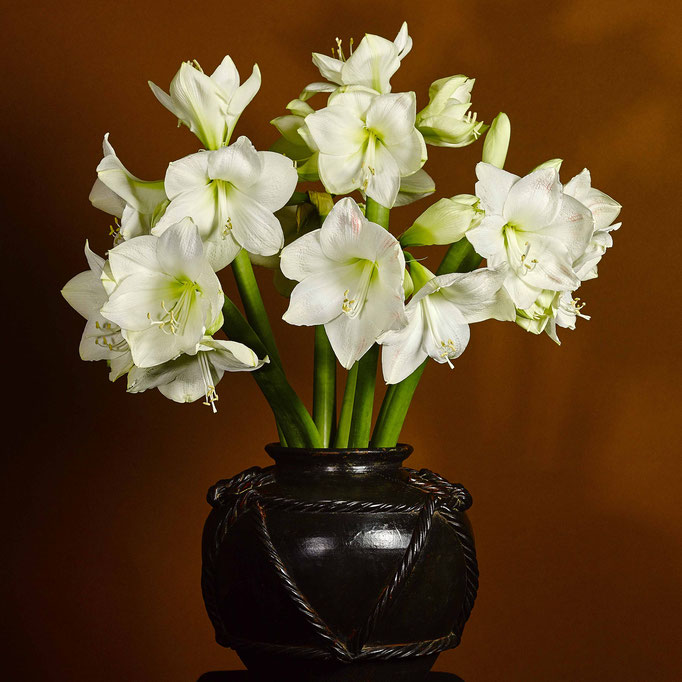 Klaus Suberg Stilllife